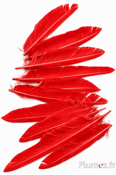Gans kop - 15-20 cm - rood